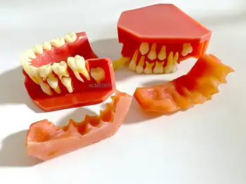 2шт Обучающая Стоматологическая модель, Детские Первичные Постоянные зубы, Альтернативная модель, Молочные зубы, Сменные зубы 9-12 лет