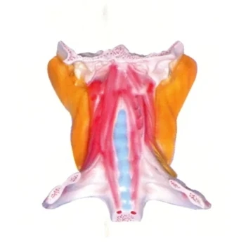 Анатомическая модель глубоких мышц шейки матки анатомическая модель шеи человека 17*12*71 см Бесплатная доставка